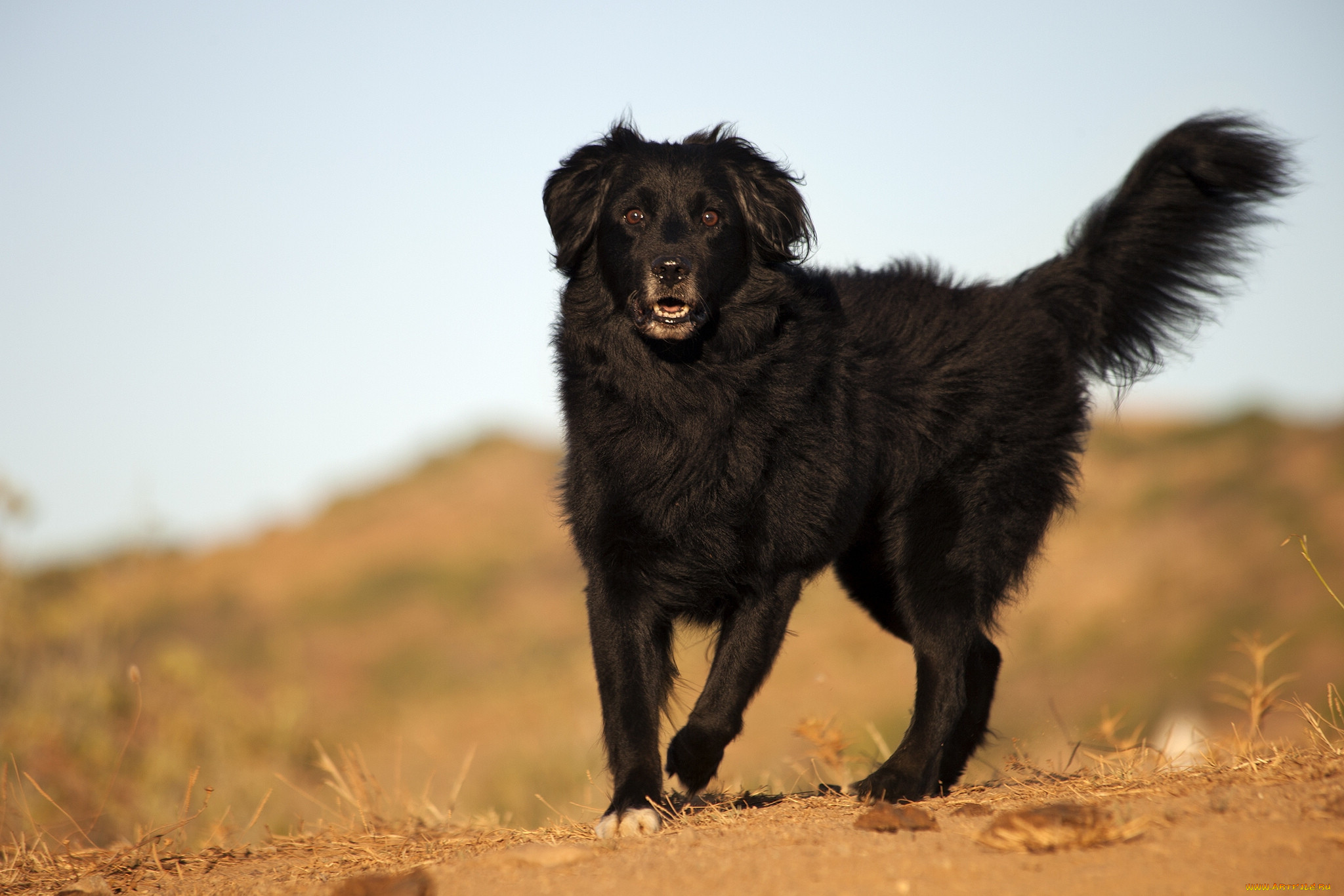 Black dog. Майоркская овчарка длинношерстная. Эштрельская овчарка черная. Сириус Блэк собака. Ретривер черный длинношерстный.